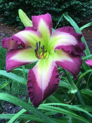 STEVE'S MAGIC (Davisson-J 2020)